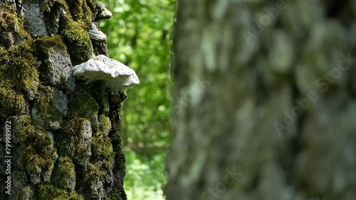 wildlife in forest. tinder mushrooms grow on a tree covered with green juicy moss. some white tinder fungus on a tree in a green park on a sunny clear day. the sun's rays shimmer on the trunk of tree. photo