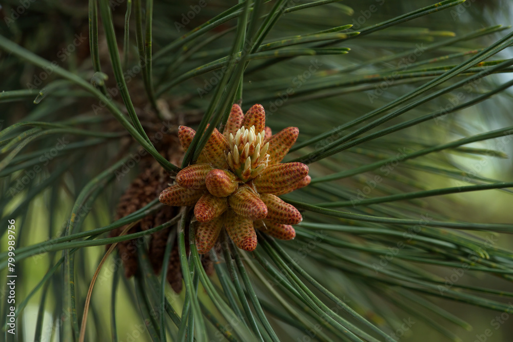 Fototapeta premium pollen Pine cone