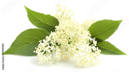 Scented fresh summer white flowers of bird cherry and young green leaves on soft light white background,Branches of white lilac isolated on white background,Few branches of bird cherry with flower