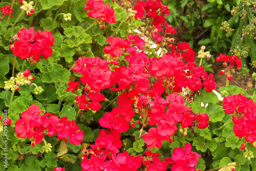 フラワーガーデンの花壇に咲いていたゼラニウムの花。 フラワーガーデンの花壇に咲いていたゼラニウムの花。