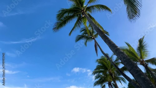 The majestic trunks of the palm trees of the tropical island reaching towards the sky and the peaceful dance of the palm tree leaves with the wind (ID: 799993961)