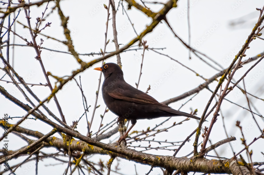 The common blackbird, also knowns as Turdus merula is perched on a tree branch, black, spring, close up, horizontal The common blackbird, also knowns as Turdus merula is perched on a tree branch, black, spring, close up, horizontal