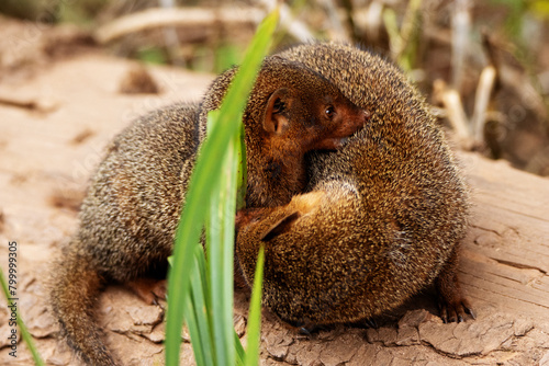 a pair of Dwarf mongoose (Helogale parvula)  isolated on a natural  background © Ian