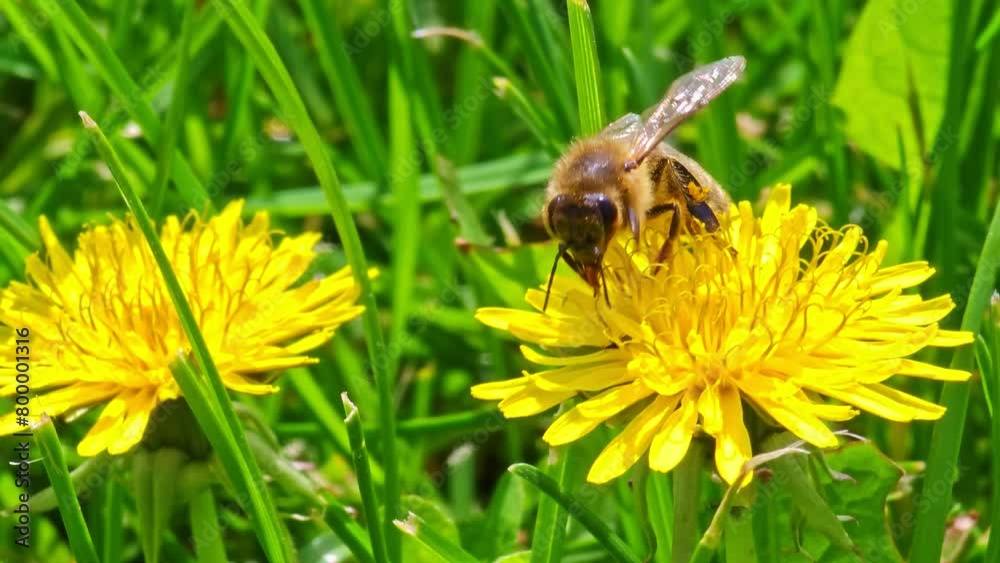 honey bee pollinating yellow dandelion flower at green grass lawn field, closeup