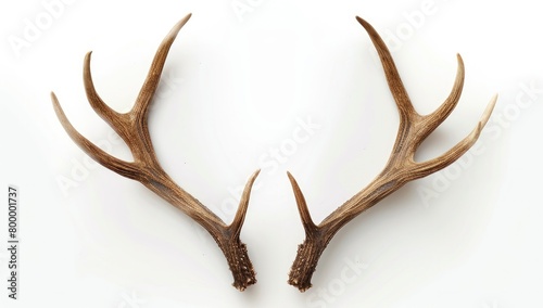 A pair of deer antlers on white background