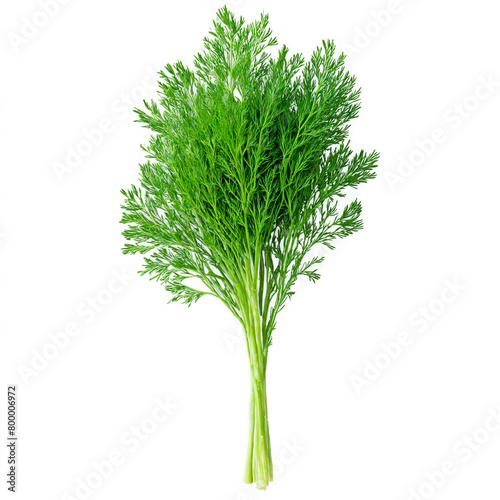 Fresh dill leaves vibrant green color feathery texture delicate stems Food and culinary concept