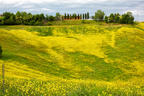 Rapeseed flowers cover italian countryside in yellow in the comune of Valsamoggia in the Metropolitan City of Bologna, Italian region Emilia-Romagna. Spring time.
