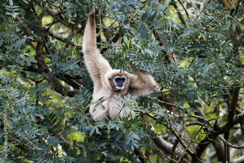 a single Pileated gibbon (Hylobates pileatus) resting in a green tree photo
