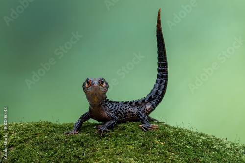 Red-eyed Crocodile Skink (Tribolonotus gracilis) on mossy rock.