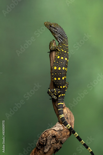 The Crocodile Monitor or Papuan Monitor or Salvadori's Monitor (Varanus salvadorii), is the longest monitor lizard species in the world. The species is native to New Guinea and Papua, Indonesia. photo