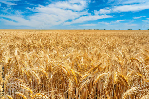 Winds murmur secrets across a field bathed in golden wheat.