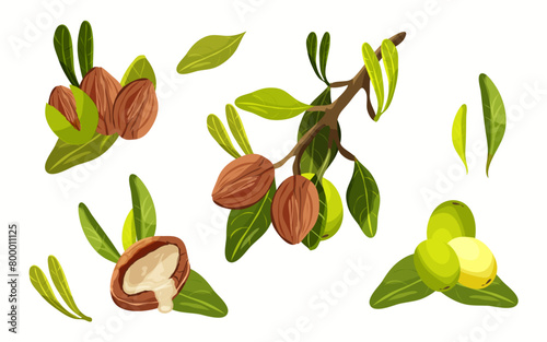 Set of element of tree Argan. Nuts and plants of argan oil. Natural oils and cosmetics. Beauty concept.	