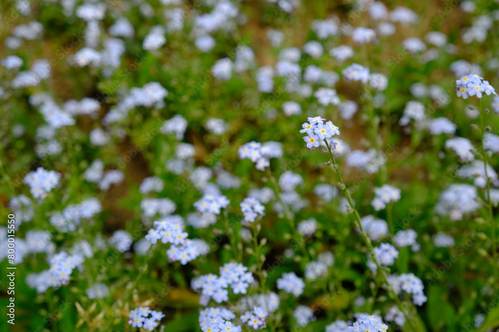 field of flowers