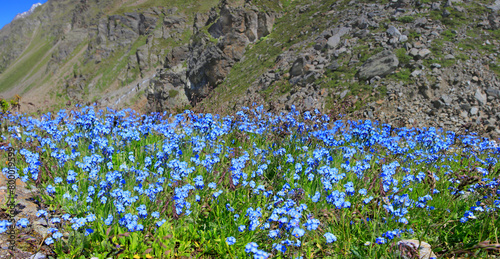 Alpen-Vergissmeinnicht (Myosotis alpestris) Wildpflanze mit blauen Blüten in den Alpen photo