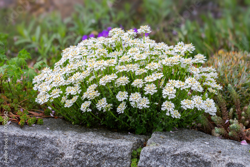 Immergrüne Schleifenblume ( Iberis sempervirens) an Steinmauer photo