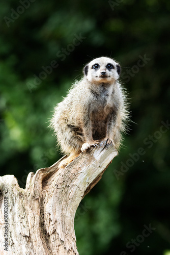 a single Slender tailed meerkat (Suricata suricatta) standing guard on a tree stump isolated on a natural green background