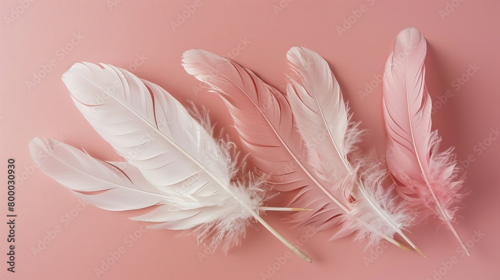 Delicate feather composition in pastel shades, perfect for sophisticated decor, against a blush pink background