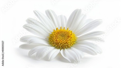 Sunlit daisy in full bloom, its simplicity highlighted against a crisp white background, embodying purity