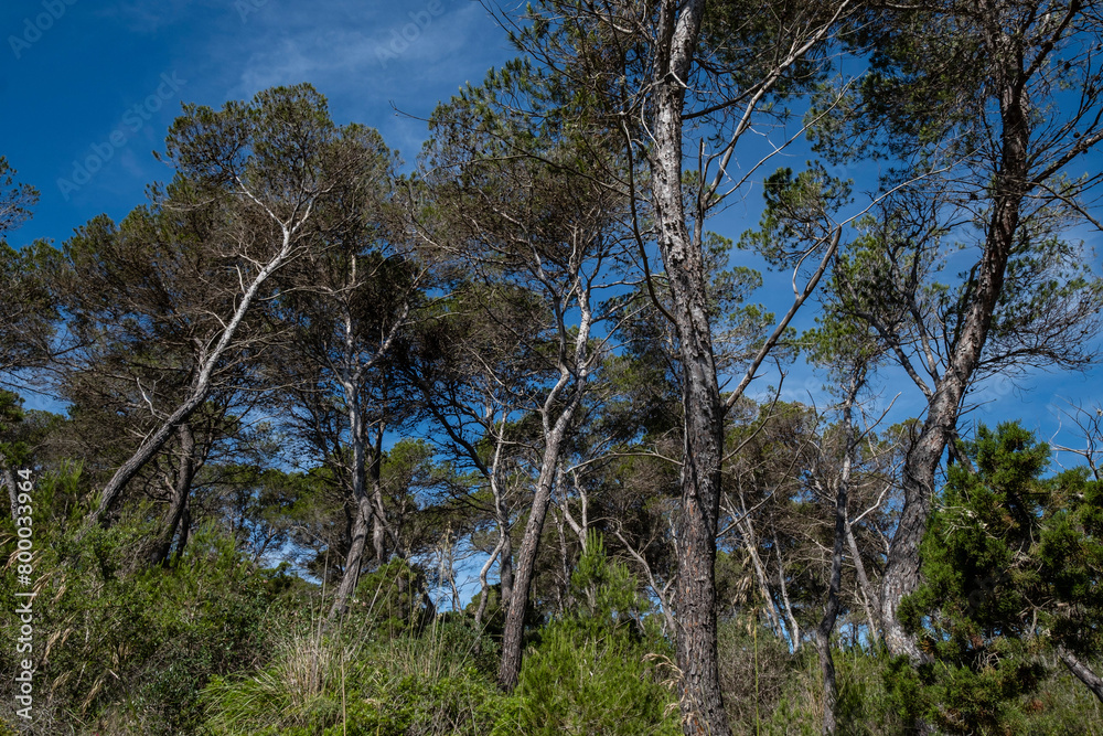 pinewood, Punta De Ses Gatoves, Mondragó Natural Park, Santanyí municipal area, Mallorca, Balearic Islands, Spain