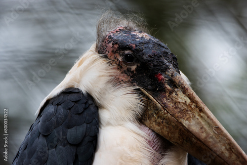 close up of a Marabou stork (Leptoptilos crumenifer)  isolated on a natural green background photo