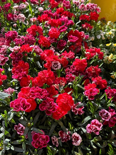 Dianthus caryophyllus carnation flowers red pink blossom ornamental plant  photo
