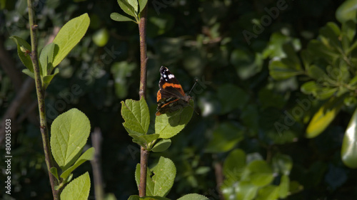 La farfalla colorata in primavera photo