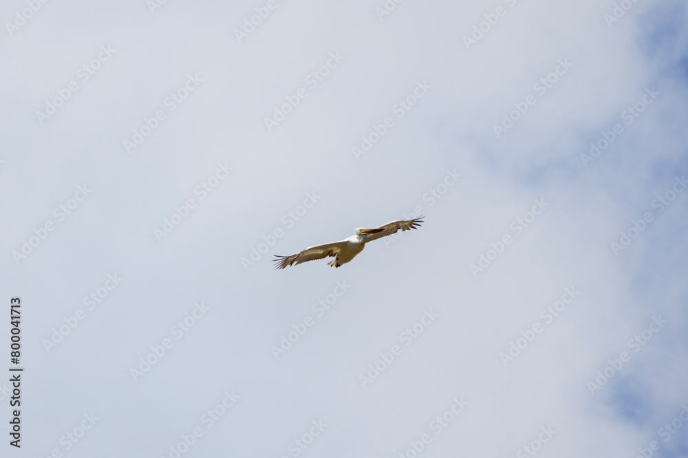 pelican in flight in the sky migrating towards the Danube delta. pelican in flight in the sky migrating towards the Danube delta.