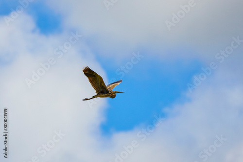 Image of a flying purple heron in the sky.