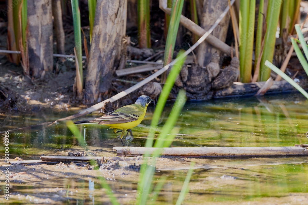 image of Motacilla flava near a water.
