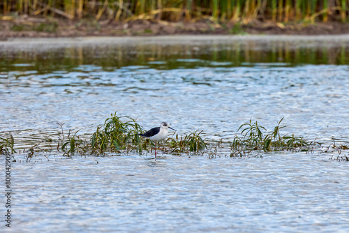 Black-winged stilt (Himantopus himantopus), a wading bird feeding on tiny water creatures in a flooded marsh