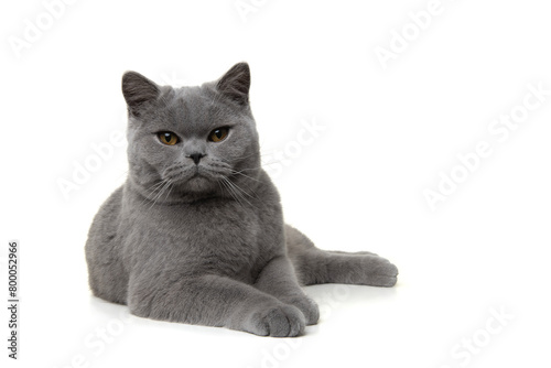 Pretty british shorthaired cat relaxed lying down looking at the camera isolated on a white background © Elles Rijsdijk