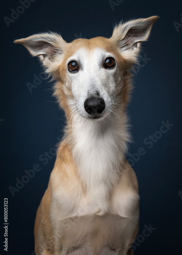 Portrait of a silken windsprite dog looking straight at the on a dark blue background © Elles Rijsdijk
