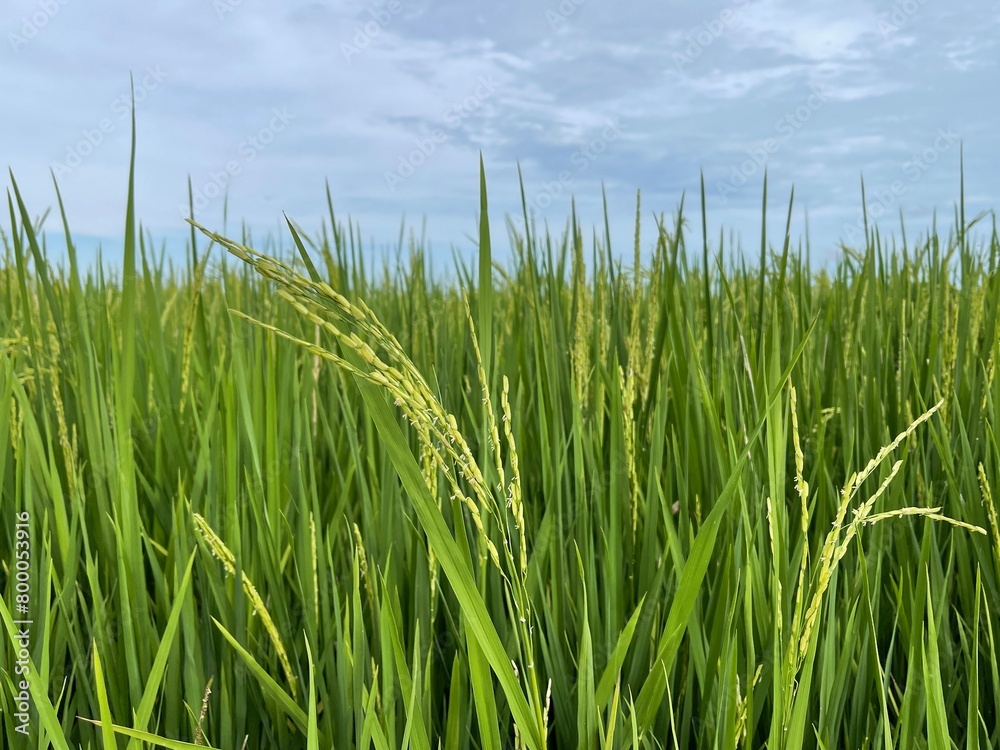 Close-up of wheat growing on paddy field against sky. Photo taken in Sekinchan, Malaysia.