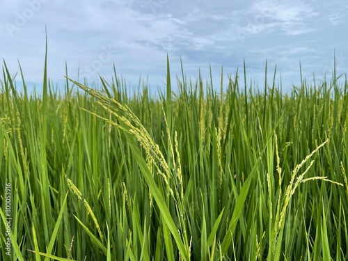 Close-up of wheat growing on paddy field against sky. Photo taken in Sekinchan  Malaysia.