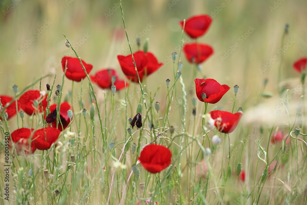 Fototapeta premium red poppies in the field 