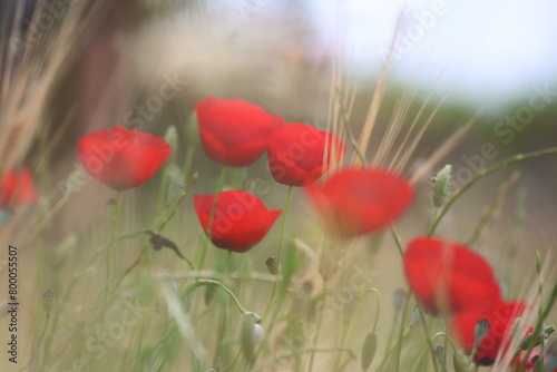 red poppies in the field 