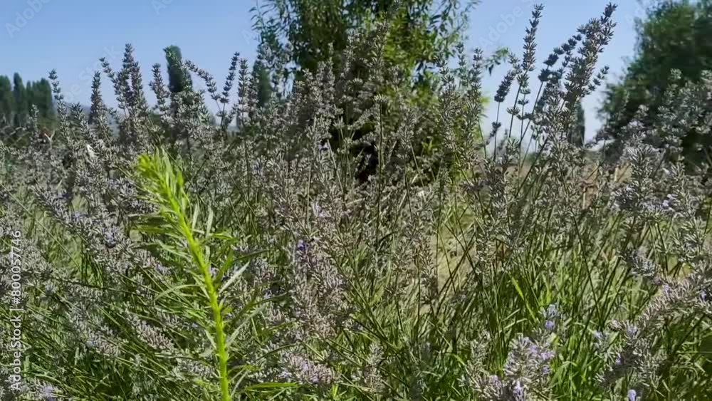 Close up view of lavender flowers, flying butterflies and bees in the field. Close up view of lavender flowers, flying butterflies and bees in the field.