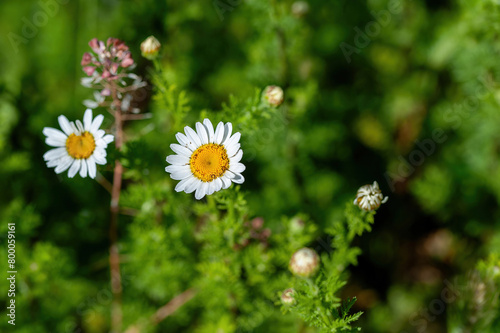 Macro photography of a wild flower Cota altissima