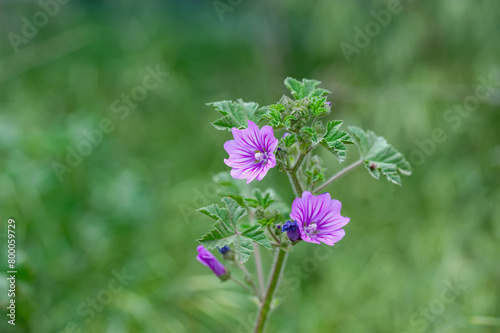 Macro photography of a wild flower Malva setigera photo