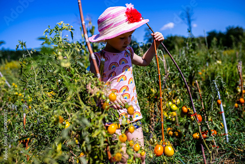 idyllic snapshot of a youngster gathering fresh tomatoes in her family garden. © Maryna