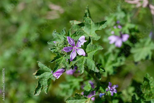 Macro photography of a wild flower Malva setigera photo