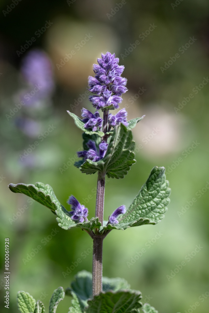 Closeup of a single flower spike of Catmint Nepeta grandiflora 'Summer Magic' in a garden in Spring Closeup of a single flower spike of Catmint Nepeta grandiflora 'Summer Magic' in a garden in Spring