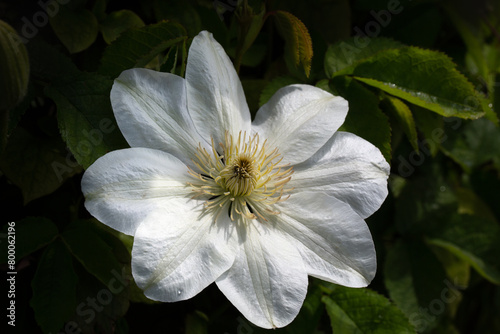 Closeup of a single flower of Clematis 'Gillian Blades' in a garden in Spring photo