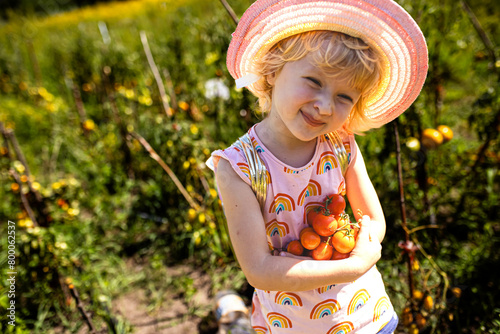 picturesque moment of a child gathering ripe tomatoes in a rustic garden. © Maryna