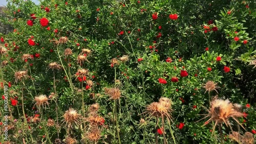 Punica granatum Blooming red pomegranate bush. Wild decorative pomegranate, flowering photo