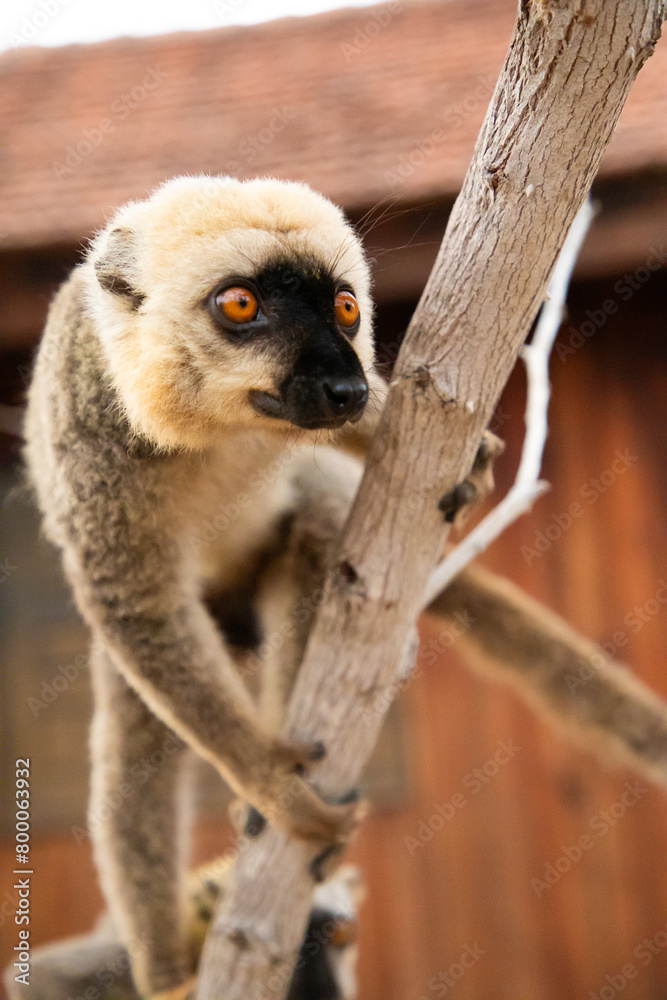 Obraz premium Common brown lemur (Eulemur fulvus) with orange eyes.