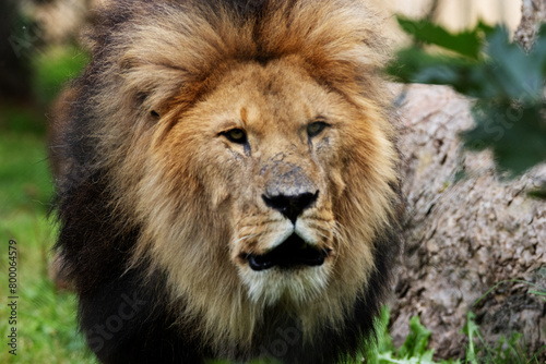 close up of the head of a Male African Lion  Panthera leo leo   flowers isolated on a natural green background