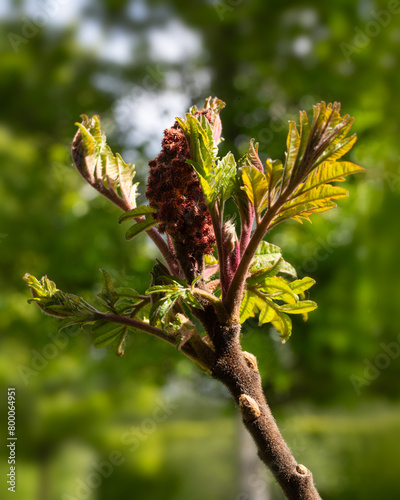 Closeup of new growth on Rhus × pulvinata 'Red Autumn Lace' in a garden in Spring photo