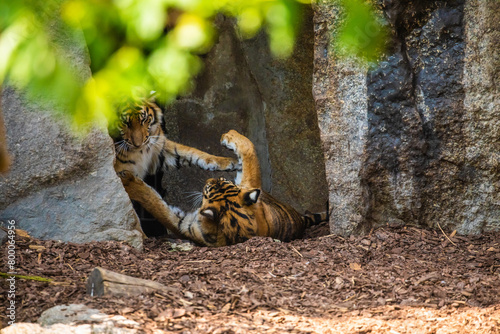 critically endangered Sumatran tiger