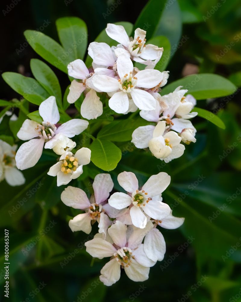 Obraz premium Closeup of flowers of Mexican orange blossom (Choisya ternata) in a garden in Spring